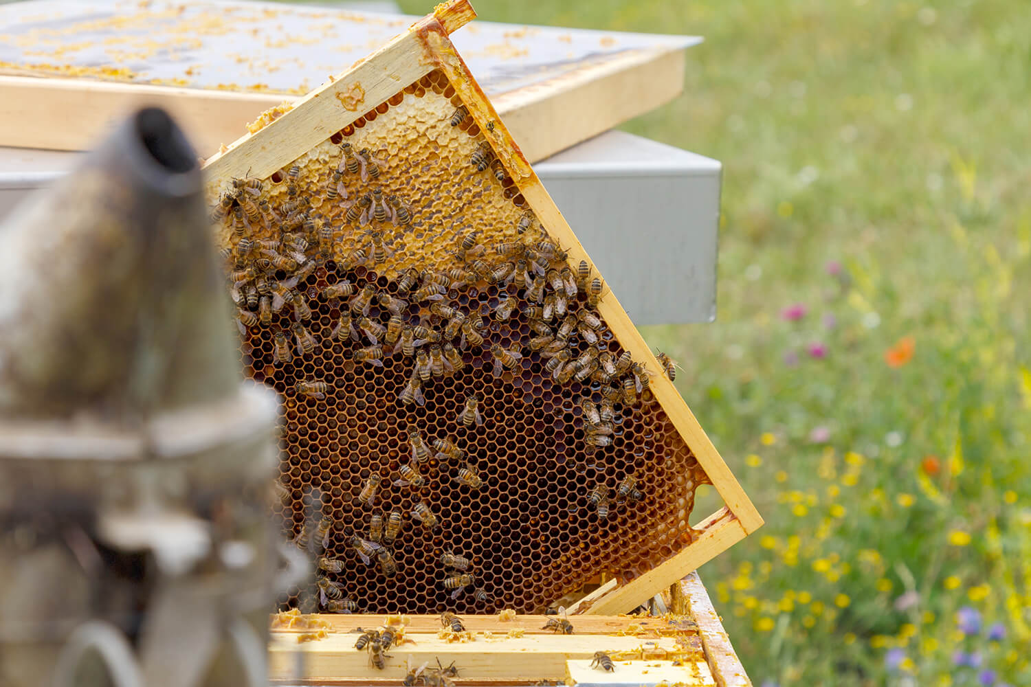 Nachhaltigkeitsnews - Nationaltag der Bienen 2023